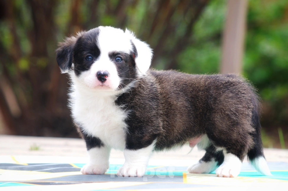 Собаки в Люберцах: Корги Мальчик, Бесплатно - фото 2