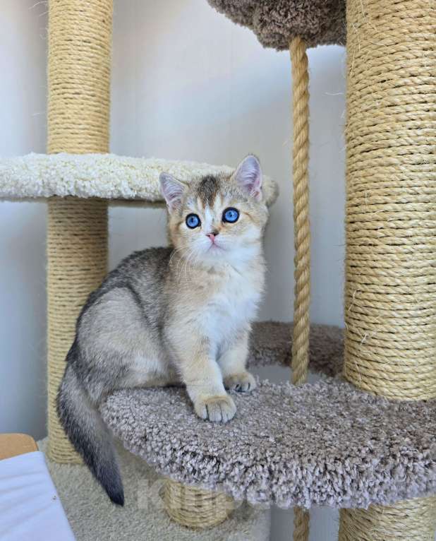 Кошки в Хабаровске: Британский котик с синими глазами Мальчик, 50 000 руб. - фото 3