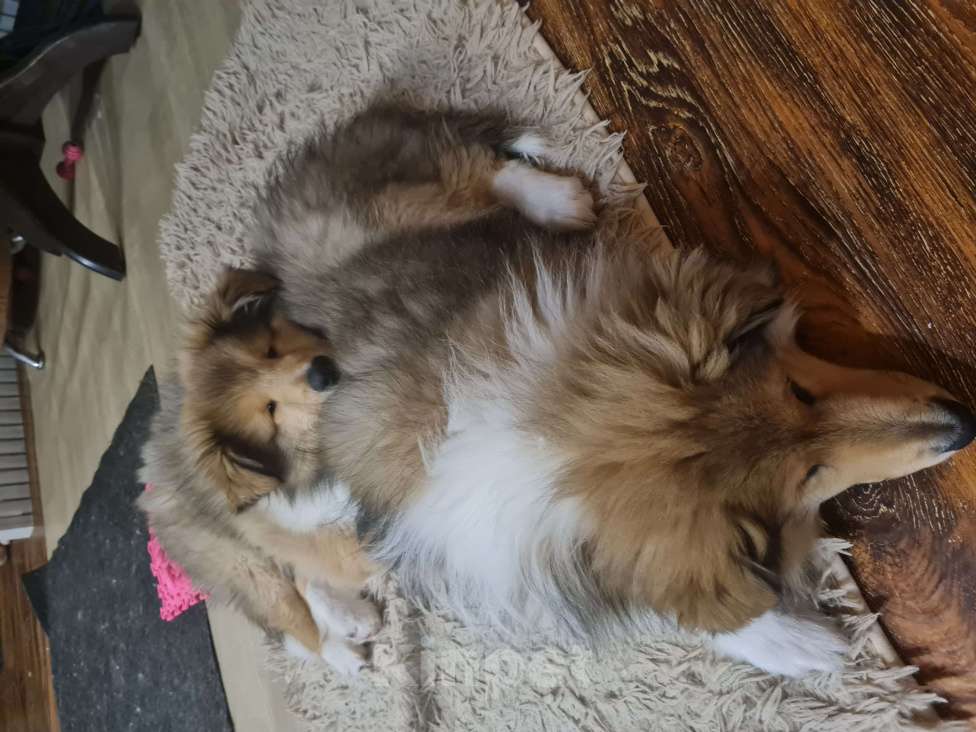 Собаки в Туле: Щенок Колли Длинношерстный Мальчик, 70 000 руб. - фото 6