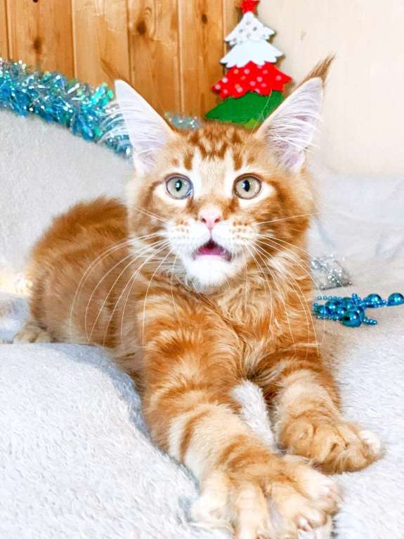 Кошки в Челябинске: КОТЕНОК МЕЙН-КУН  Мальчик, Бесплатно - фото 4