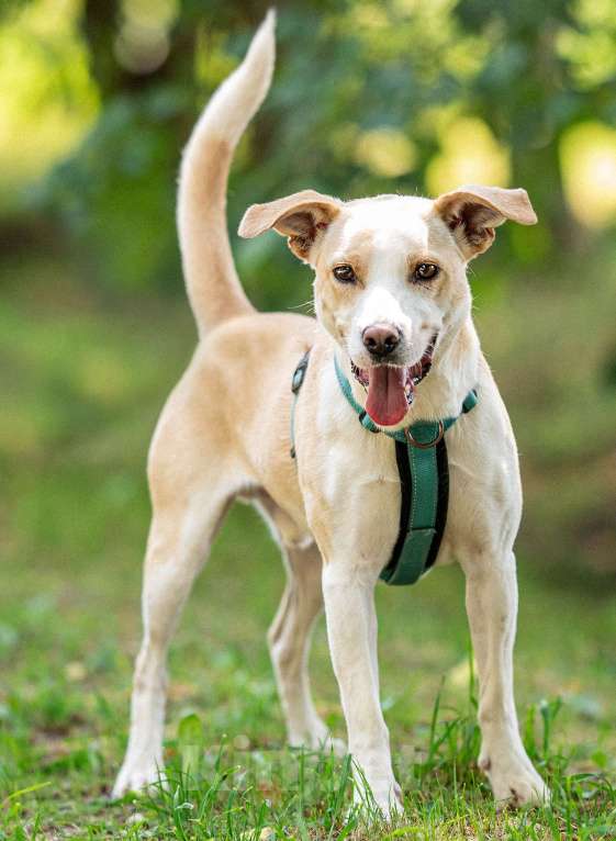 Собаки в Москве: Смелый Бинго из приюта ищет дом Мальчик, Бесплатно - фото 2