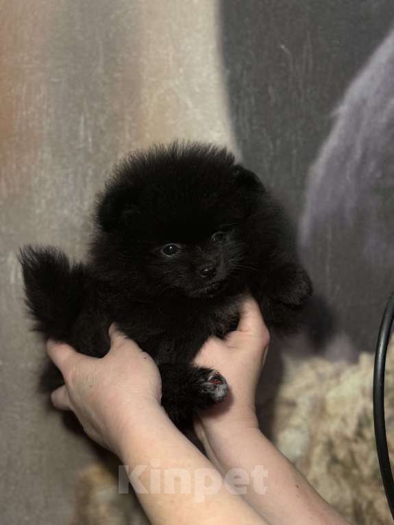 Собаки в Набережных Челнах: Мини мишки Мальчик, 35 000 руб. - фото 1