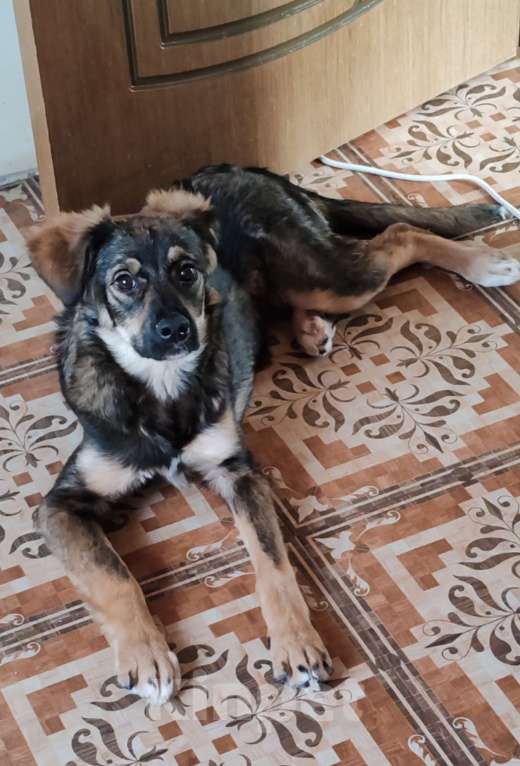 Собаки в Астрахани: Щенок в добрые руки Девочка, Бесплатно - фото 1