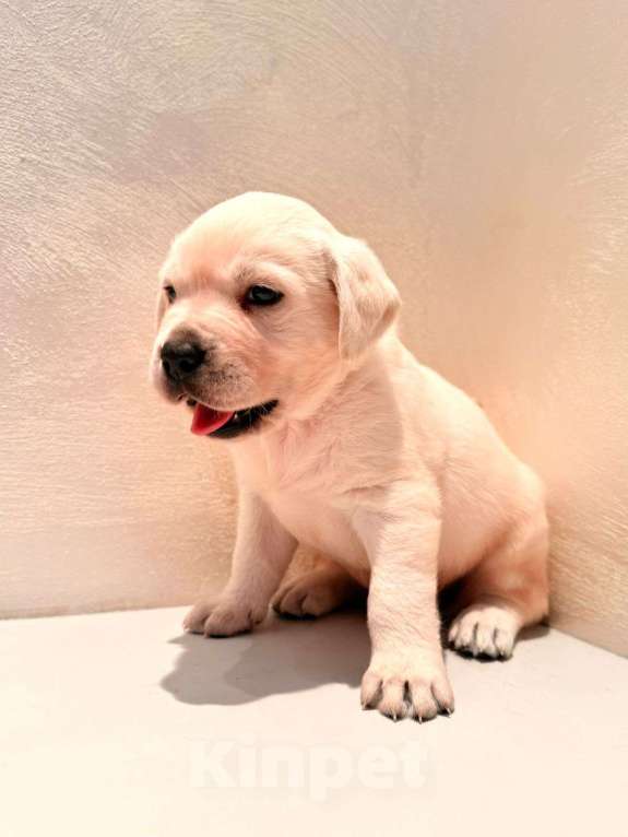 Собаки в Калининграде: Продам щенков лабрадора  Мальчик, 35 000 руб. - фото 8
