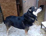 Собаки в Москве: Собака в добрые руки Мальчик, Бесплатно - фото 8