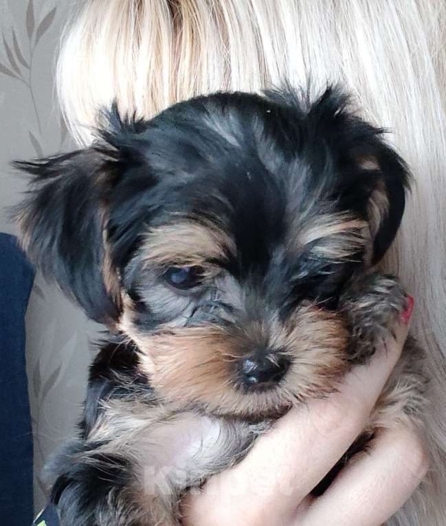 Собаки в Клине: Щенки йориков Мальчик, 20 000 руб. - фото 2