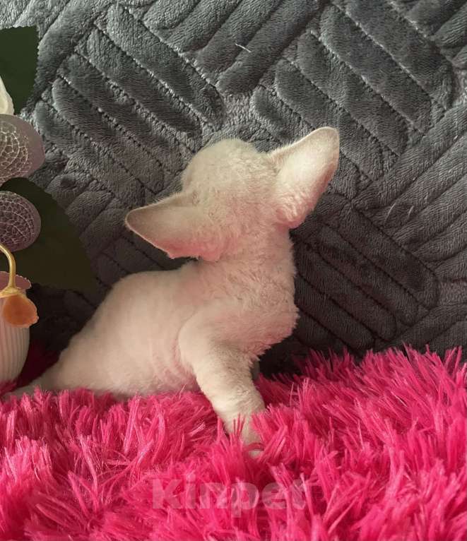 Кошки в Москве: Котенок Девон рекс мальчик с голубыми глазами Мальчик, 60 000 руб. - фото 6