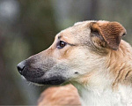 Собаки в Москве: Срочно ищет семью молодой пес Ричард Мальчик, 1 руб. - фото 4