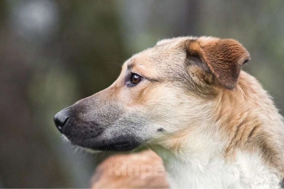 Собаки в Москве: Срочно ищет семью молодой пес Ричард Мальчик, 1 руб. - фото 4