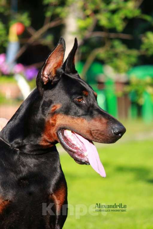 Собаки в Санкт-Петербурге: Щенок добермана в питомнике Версаль Манифик Мальчик, 130 000 руб. - фото 5