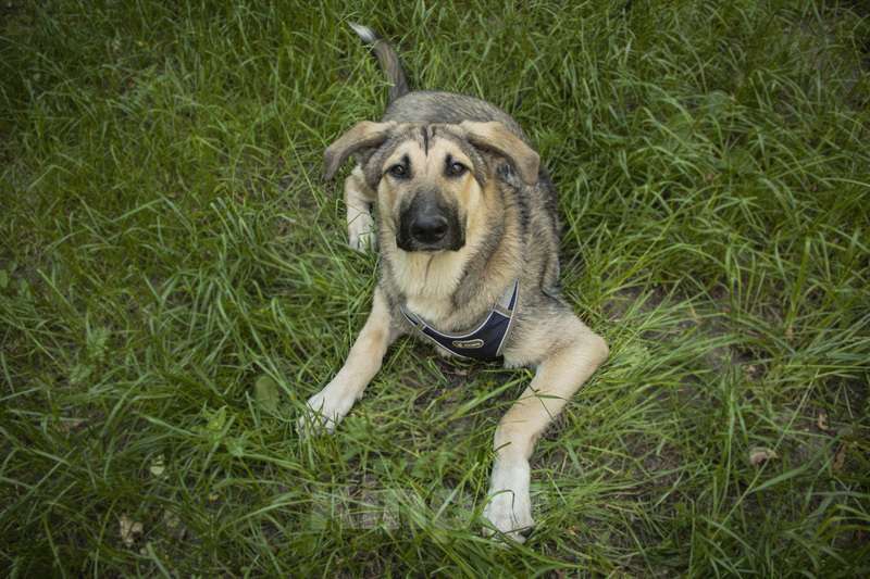 Собаки в Москве: Умнейший щенок метис овчарки Джек в добрые руки Мальчик, Бесплатно - фото 4