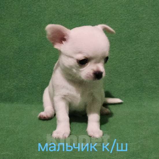 Собаки в Москве: Очаровательный мальчик чихуахуа. Мальчик, 30 000 руб. - фото 6