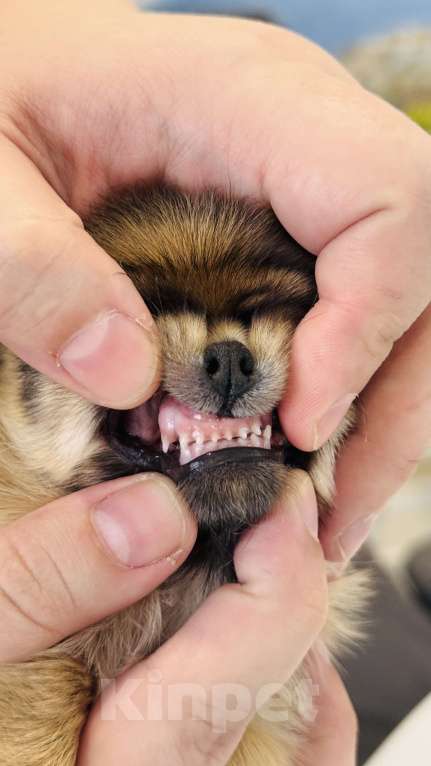 Собаки в Уфе: Очаровательные щенки длинношерстного чихуахуа — мальчики с документами Мальчик, 45 000 руб. - фото 8
