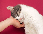 Кошки в Москве: Шикарный сладкий котик Баунти в добрые руки Мальчик, Бесплатно - фото 8