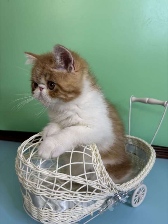 Кошки в Санкт-Петербурге: Экзотический котик, 3 месяца ищет котородителей, можно звонить, все расскажу. Мальчик, 40 000 руб. - фото 3