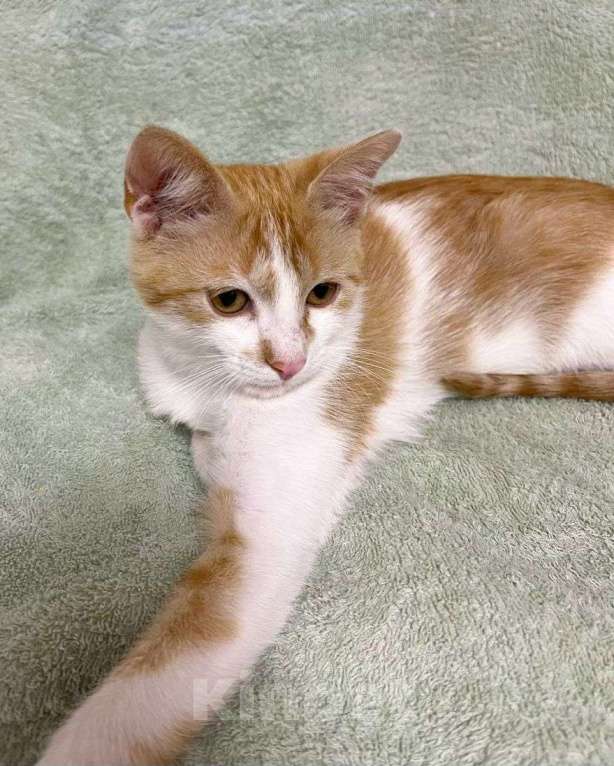 Кошки в Москве: Бело-рыжий котенок в добрые руки Мальчик, Бесплатно - фото 2