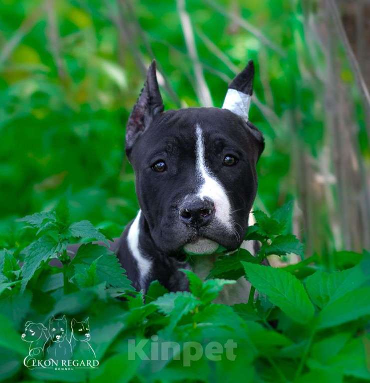 Собаки в других городах Московской области: Чёрная девочка амстафф Девочка, 60 000 руб. - фото 2