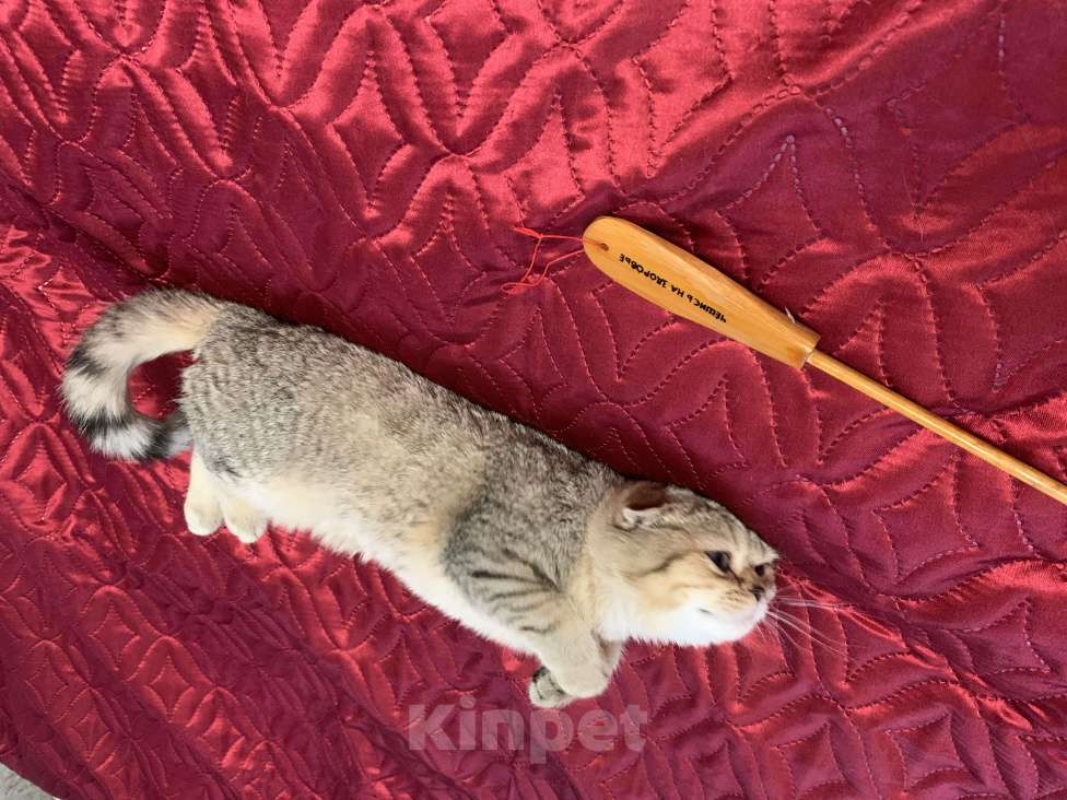 Кошки в Санкт-Петербурге: Шотландская короткошорстная Девочка, 20 000 руб. - фото 8