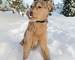 Собаки в других городах Ленинградской области: Лисенок Мальчик, Бесплатно - фото 2
