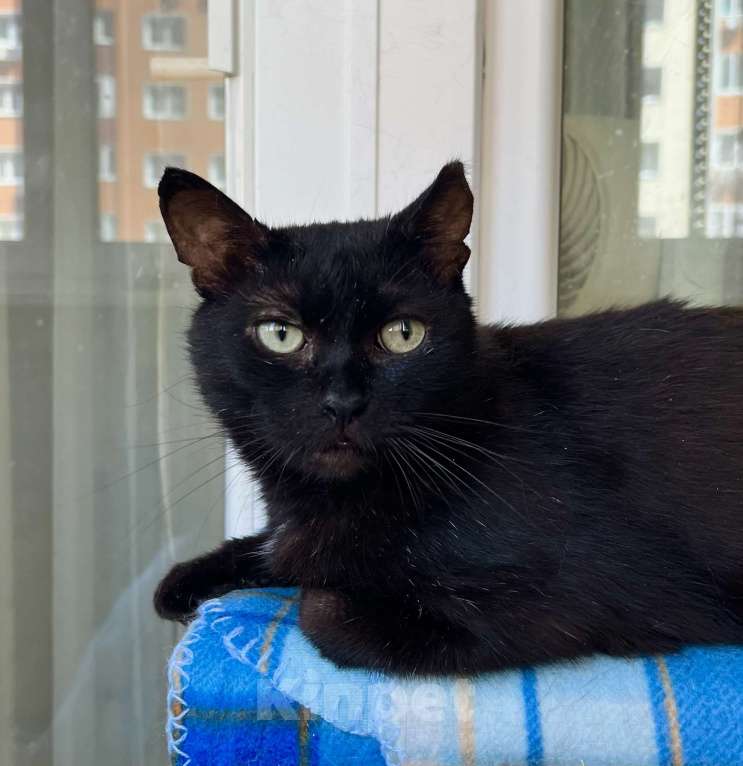 Кошки в Москве: Яркая личность кошечка Бавария в добрые руки Девочка, Бесплатно - фото 5