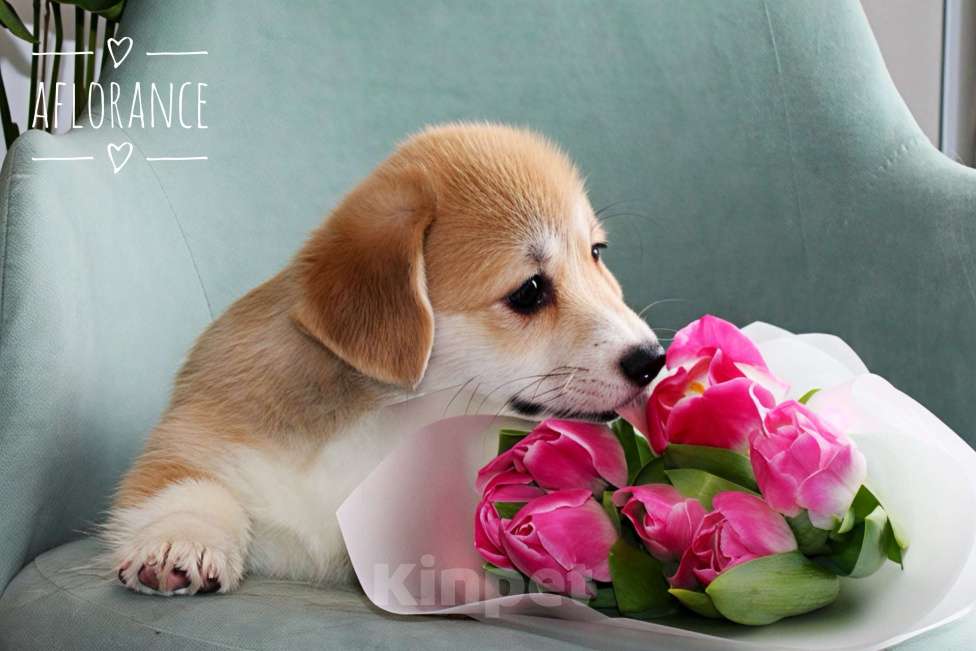 Собаки в Санкт-Петербурге: Щенок вельш-корги пемброк Девочка, 80 000 руб. - фото 4