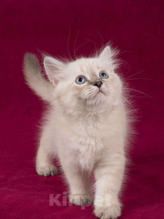 Кошки в Белокурихе: Сибирский котик с голубыми глазами Мальчик, 60 000 руб. - фото 3
