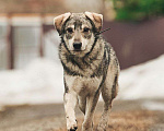 Собаки в Лосином-Петровском: Аракс валентинка в добрые руки Мальчик, Бесплатно - фото 8