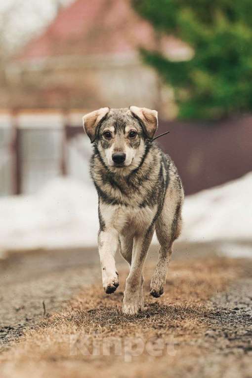 Собаки в Лосином-Петровском: Аракс валентинка в добрые руки Мальчик, Бесплатно - фото 8