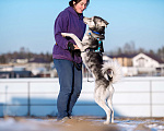 Собаки в Москве: Зевс Мальчик, Бесплатно - фото 3
