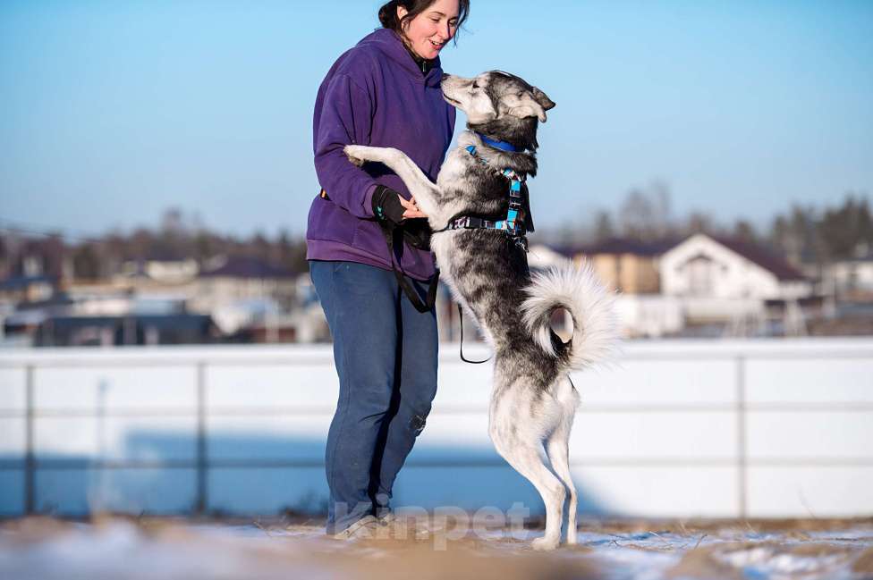 Собаки в Москве: Зевс Мальчик, Бесплатно - фото 3
