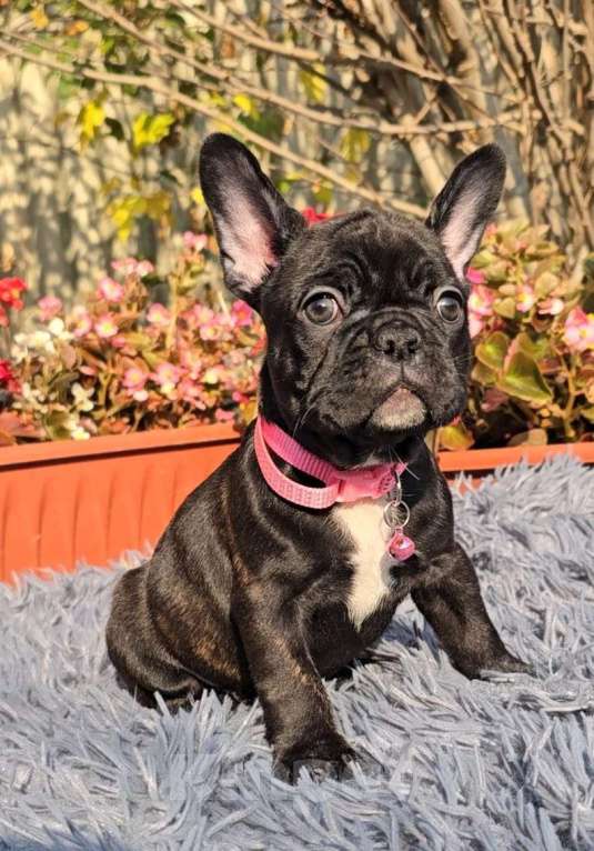 Собаки в Симферополе: Тигровая девочка щенок Девочка, 30 000 руб. - фото 3