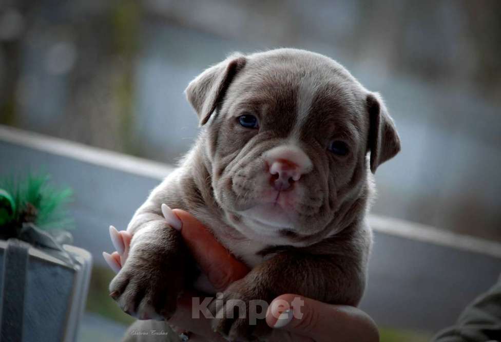 Собаки в Балашихе: Щенок американского булли Мальчик, 150 000 руб. - фото 1