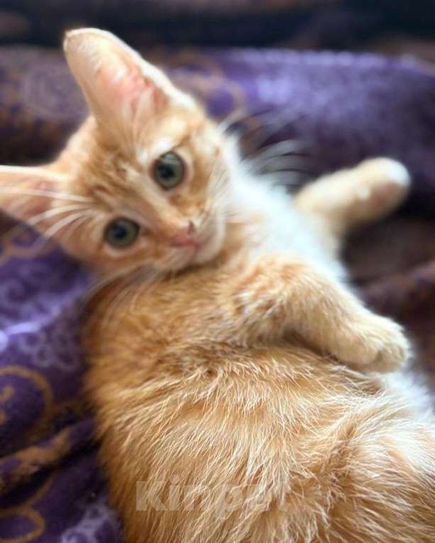 Кошки в Москве: Рыжая крошка ищет дом Девочка, Бесплатно - фото 2