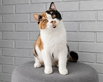 Кошки в Люберцах: Британский котенок Девочка, 45 000 руб. - фото 1