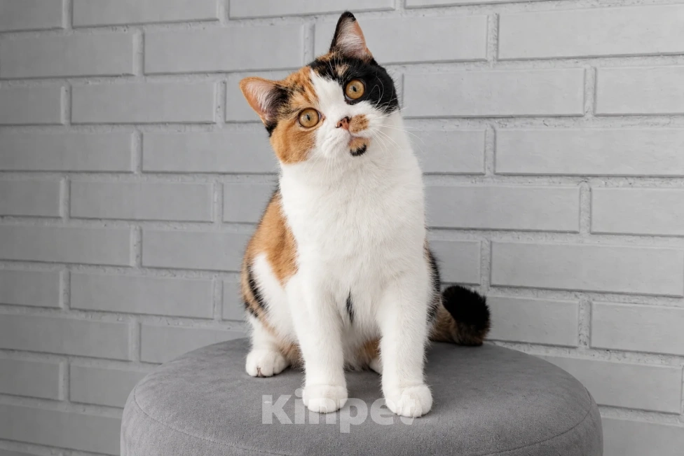 Кошки в Люберцах: Британский котенок Девочка, 45 000 руб. - фото 1