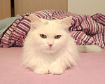Кошки в Москве: Кошка Стелла ищет дом Девочка, Бесплатно - фото 7