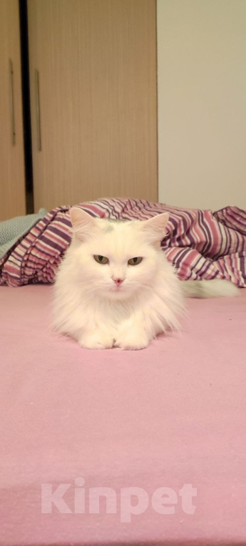 Кошки в Москве: Кошка Стелла ищет дом Девочка, Бесплатно - фото 7