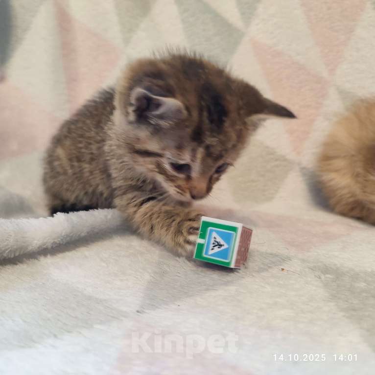 Кошки в Москве: Котенок   в добрые руки Девочка, Бесплатно - фото 2