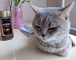 Кошки в Кингисеппе: Шотландская на вязку. 600р., 600 руб. - фото 1