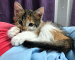 Кошки в Саяногорске: Котёнок-девочка Девочка, Бесплатно - фото 3