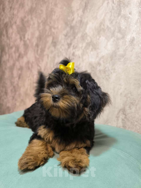 Собаки в Москве: Шикарная девочка-малышка мальтипу Девочка, 66 000 руб. - фото 3