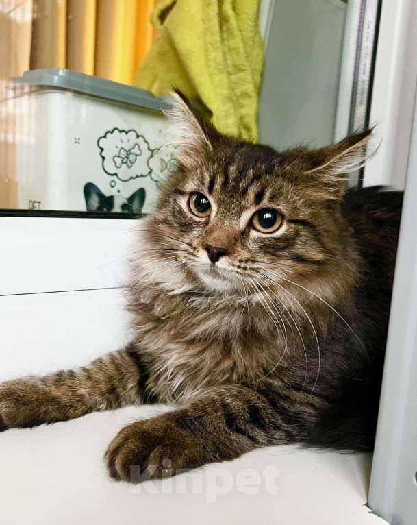 Кошки в Москве: Бесхитростный пушистик, котенок Джой в добрые руки Мальчик, Бесплатно - фото 7