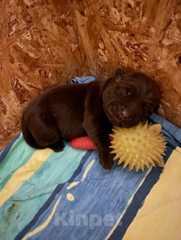 Собаки в Симферополе: Лапка2 Девочка, 25 000 руб. - фото 2