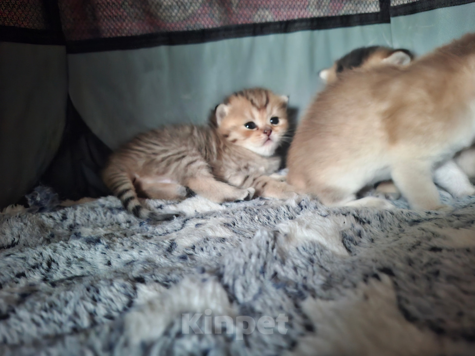 Кошки в других городах Московской области: Продажа котят Мальчик, 20 000 руб. - фото 4