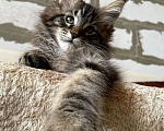 Кошки в Иркутске: Котята породы мейн-кун Мальчик, 35 000 руб. - фото 2