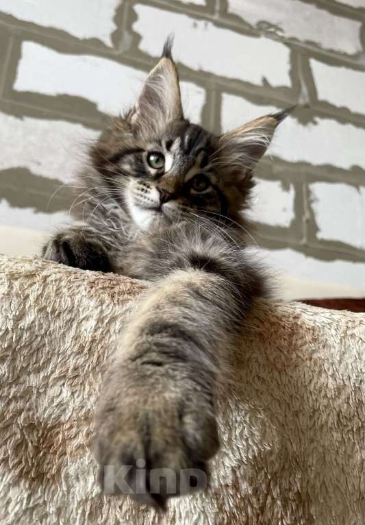 Кошки в Иркутске: Котята породы мейн-кун Мальчик, 45 000 руб. - фото 2