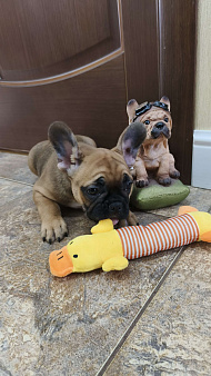 Французский бульдог