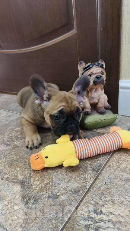 Собаки в Белореченске: Французский бульдог Девочка, Бесплатно - фото 1