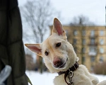 Собаки в Москве: Сильвия Девочка, Бесплатно - фото 3