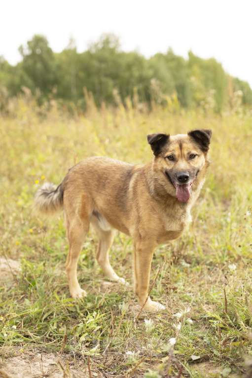 Собаки в Домодедово: Ищем дом солнечному Мухтару! Мальчик, 1 руб. - фото 5